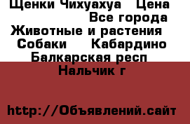 Щенки Чихуахуа › Цена ­ 12000-15000 - Все города Животные и растения » Собаки   . Кабардино-Балкарская респ.,Нальчик г.